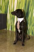 Doggie-with-Tie-1